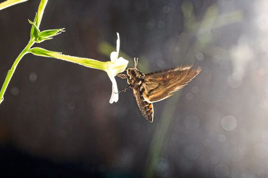 Ein Tabakschwärmer trinkt Nektar aus einer Blüte der Tabakart Nicotiana alata. Ein Tabakschwärmer trinkt Nektar aus einer Blüte der Tabakart Nicotiana alata.