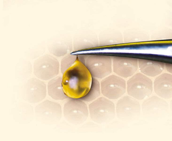 Abb.3: Präparierte
nektargefüllte
Honigblase (Archiv: Vogel Business Media)