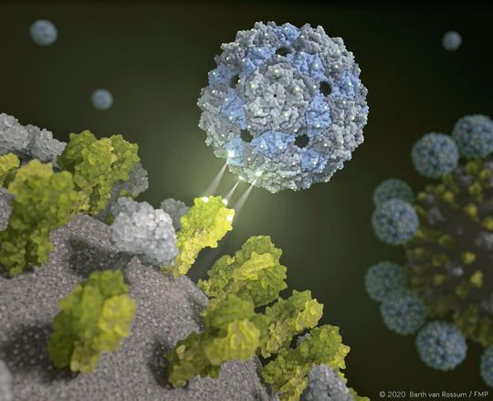 Phagenhülle dockt an und inhibiert das Influenza-Virus (Bild:  Barth van Rossum, FMP)