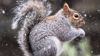 Von den rund 13.000 bekannten invasiven Arten in der Europäischen Union – hier das Grauhörnchen – wurden nur für 259 – rund 2 Prozent – die verursachten Kosten gemeldet. F (Bild: Anna Turbelin)