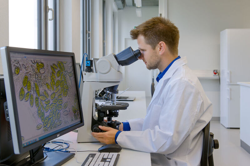 Andreas Apel vom Lehrstuhl für Bioverfahrenstechnik betrachtet Algen unter dem Mikroskop (Bild: Andreas Heddergott / TU Muenchen)