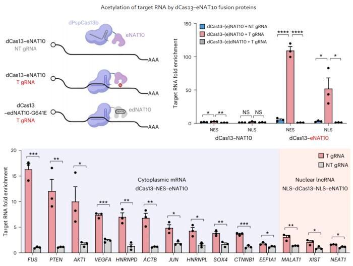 Figure 2. Acetylation of various RNA in cells using dCas13-eNAT10 fusion protein. Utilizing the CRISPR-Cas13 system, which can precisely target specific RNA through guide RNA, a dCas13-eNAT10 fusion protein was created, demonstrating its ability to specifically acetylate various endogenous RNA at different locations within cells.  (Source: Jihwan Yu et al.)