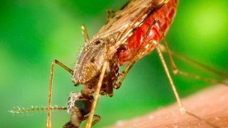 Stechmücken der Gattung Anopheles können Malaria-Parasiten aus der Gattung Plasmodium übertragen. (gemeinfrei)
