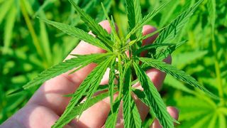 Das BfArM hat die verbliebenen vier Zuschläge für den Anbau von Cannabis zu medizinischen Zwecken erteilt. (gemeinfrei)