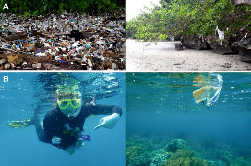 Abb. 1: Plastikverschmutzung im Meer vor Nord-Sulawesi (Indonesien). (A) Müll wird am Strand von Bunaken Island (links) angespült und bleibt bei Hochwasser in den Mangroven hängen (rechts). (B) In kürzester Zeit lassen sich schnorchelnd Unmengen an Plastik einsammeln (links, Foto: Stefanie Ries), die vor der Küste im Ozean schwimmen (rechts). (Bild: LMU München)