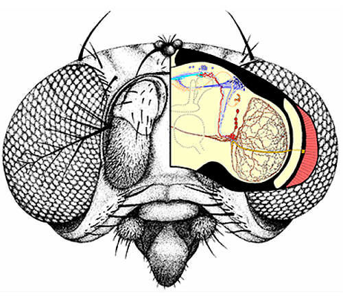 An dem Kopf der Taufliege sind die großen Facettenaugen links und rechts gut zu erkennen. Die vierzelligen Hofbauer-Buchner-Äuglein (gelb; in der Skizze ist nur eines zu sehen) liegen an der Basis der Facetten. Von dem Äuglein laufen Nervenfasern (ebenfalls gelb) zum Uhrnetzwerk im Fliegengehirn. (AG Helfrich-Förster)