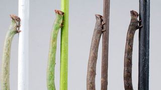 Raupen des Birkenspanners können durch die Haut die Farbe ihrer Nahrung wahrnehmen und ihre Farbe entsprechend anpassen, um sich vor Fraßfeinden zu schützen. (Arjen van’t Hof, Universität Liverpool)