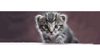 Damit Suchmaschinen eine Katze in unbekannten Bildern erkennen können, kommen Convolutional Neural Networks (CNN) zum Einsatz, diese ließen sich theoretisch auch für die Erkennung von Cyberangriffen nutzen. (gemeinfrei)