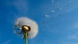 Wenn sich das eigene Cloud-Angebot über die Landesgrenzen verbreiten soll, ist der Boden dort zumeist nicht optinal vorbereitet, auch wenn Cloud-Computing luftig-leicht suggeriert. Doch mit welchen Hilfsmittel sich so manches Paket bewegen lässt, leitet PaaS-Anbieter Oreio aus der eigenen Praxiserfahrung ab.  (Bild: frei lizenziert: Michael Schwarzenberger)