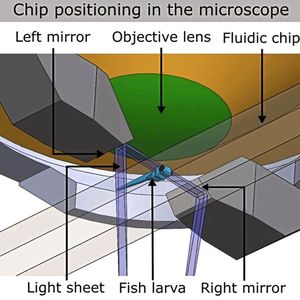 Abb. 3: Prinzip des Lichtblattmikroskops, das für die Bildgebung verwendet wurde.(Bild:  Mattern, K., von Trotha, J.W., Erfle, P. et al. NeuroExaminer: an all-glass microfluidic device for whole-brain in vivo imaging in zebrafish. Commun Biol 3, 311 (2020))