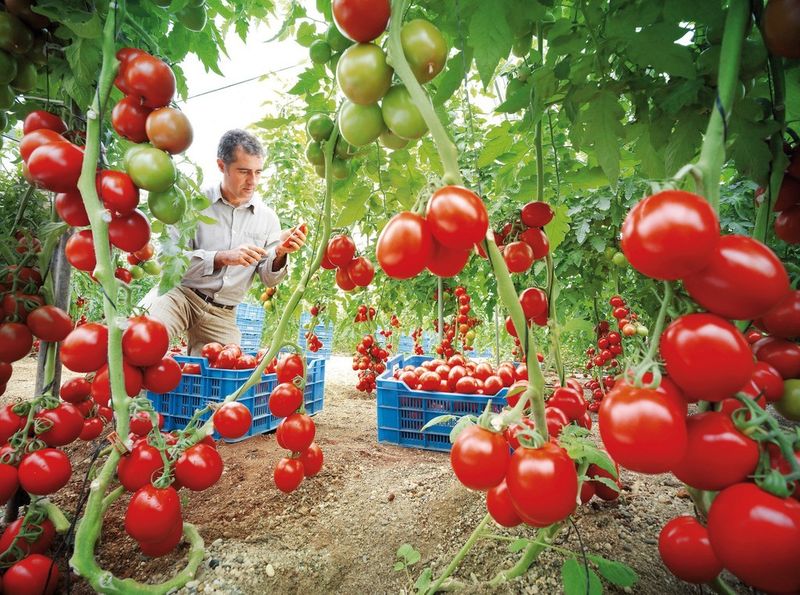 Jorge Marin Ruiz from Almeria, Spain harvests tomatoes. Nunhems researchers have bred a natural resistance to viruses into the tomato. (Picture: Bayer CropSCience)