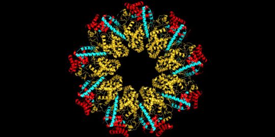 Struktur des ausgeschleusten Proteins (blau) gebunden an den ringförmigen Exportapparat (gelb). Diese Darstellung nutzen Forschende, um die einzelnen Wechselwirkungen zu bestimmen. Struktur des ausgeschleusten Proteins (blau) gebunden an den ringförmigen Exportapparat (gelb). Diese Darstellung nutzen Forschende, um die einzelnen Wechselwirkungen zu bestimmen.