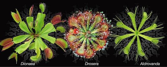 Forscher haben das Erbgut der fleischfressenden Pflanzen Venusfliegenfalle, Sonnentau und Wasserfalle (v.l.) entschlüsselt. Forscher haben das Erbgut der fleischfressenden Pflanzen Venusfliegenfalle, Sonnentau und Wasserfalle (v.l.) entschlüsselt.