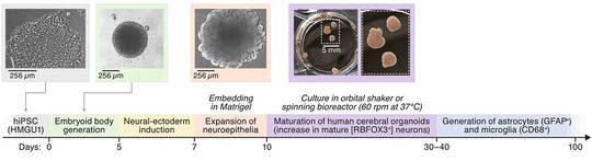 Herstellung und Entwicklung von Hirnorganoiden von Tag 1 bis 100: Induzierte pluripotente Stammzellen (hiPSC = human induced pluripotent stem cells) werden mehrstufig so stimuliert, dass sie die Gehirnentwicklung in 3D nachbilden, die die verschiedenen Zellen des zentralen Nervensystems durchlaufen. Die dabei entstehenden Organoide werden in Zellkulturplatten bei 37 Grad Celsius kultiviert. Ein Schüttelgerät bewegt die Platten dabei kreisförmig. Während der Tage zehn bis 30 entwickeln sich die gehirnartigen Strukturen zu reifen Hirnorganoiden. Danach entwickeln sich zusätzlich vermehrt die Zelltypen Astrozyten und Mikroglia. Die Hirnorganoide erreichen eine Größe von bis zu 5 mm.   (Bild:  ©Widerspick L. et al. 2026)