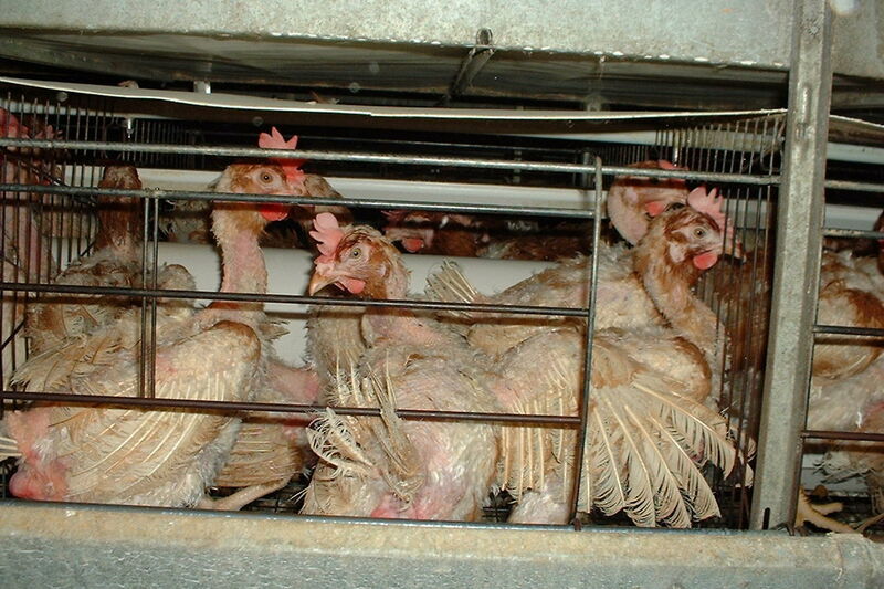Die Realität sieht oft anders aus. Vor allem Peta geht es um die am meisten geschundenen Kreaturen: Hühner in einer Legebatterie. (Foto: wikimedia.org/GULLI.ver)