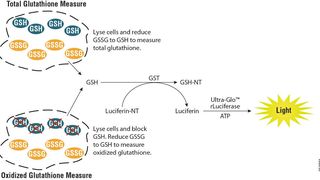 Mit dem luminometrischen GSH/GSSG-Glo-Assay ist die Messung von physiologisch relevanten Veränderungen des Glutathion-Levels möglich.  (Bild: Promega)