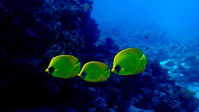 Stable populations of at-risk species are of key conservation interest, while declining trends might highlight species that are missing from extinction risk assessments.(Source:  University of St Andrews)