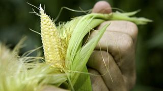 Ein neu identifiziertes Gen soll stabile Maiserträge auch bei unzureichender Wasserversorgung ermöglichen.  (Bild: BASF)