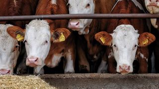 Abb.1: Im Mastbetrieb von Zuchtvieh werden neben herkömmlichen Futtermitteln auch immer wieder verbotene Substanzen wie etwa Steroide eingesetzt (© Superingo/Fotolia.com)