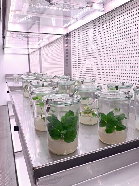 Sterile Tabakpflanzen in der Klimakammer (Steffen Greiner, Universität Heidelberg, COS)