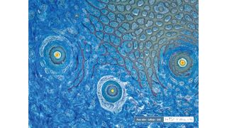 Das französische Labor Histalim führt, wie hier anhand von Schweinefleisch dargestellt, histologische Lebensmittelanalysen durch. (Archiv: Vogel Business Media)