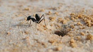 Eine Wüstenameise am Eingangsbereich ihres Ameisennestes (Matthias Wittlinger)