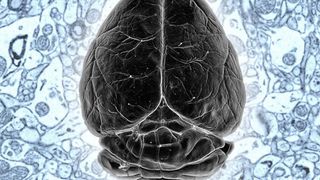 Eine neue Färbemethode schließt eine der letzten methodischen Lücken auf dem Weg zur Kartierung aller Nervenzellen und ihrer Verbindungen, dem Konnektom, eines Mäusegehirns. (Bild: MPI f. Neurobiologie/ S. Mikula)