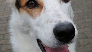 Hunde und manche Affen besitzen in ihren Augen Moleküle, mit denen sie möglicherweise das Magnetfeld der Erde wahrnehmen können. (Bild: © L. Peichl)