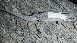 Ein ausgewachsener Gecko mit einem kleinen Rucksack, in dem ein Passivsender am Körper des Tieres angebracht wurde. Dieser kann den Aufenthaltsort und die Körpertemperatur übermitteln. (UFZ / Annegret Grimm-Seyfarth)