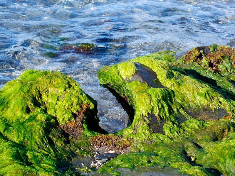 Researchers developeded a new, highly efficient system for removing water from algae biomass. (CC0)