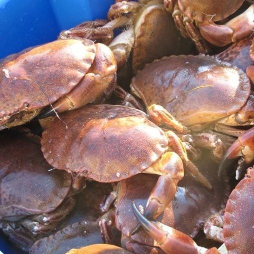 Frischer Fang! Doch was passiert mit den Schalen? Findige Forscher machen daraus jetzt biobasierten Kunststoff... (Bild: KSB)