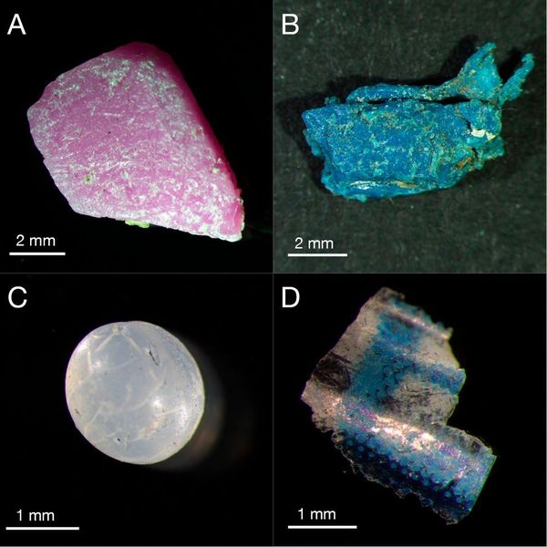 ispiele für Mikroplastik am Strand der Insel Vavvaru: ein rotes und ein blaues Fragment aus Polyethylen und Polyurethan (A und B); ein Pellet aus Polyethylen, wie es von der Plastikindustrie als Rohmaterial verwendet wird (C); ein Stück Folie aus Polypropylen (D).  (Hannes Imhof)
