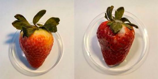 A strawberry enveloped in an edible CBD coating (left) still appeared fresh compared to an untreated berry (right) after 15 days. A strawberry enveloped in an edible CBD coating (left) still appeared fresh compared to an untreated berry (right) after 15 days.
