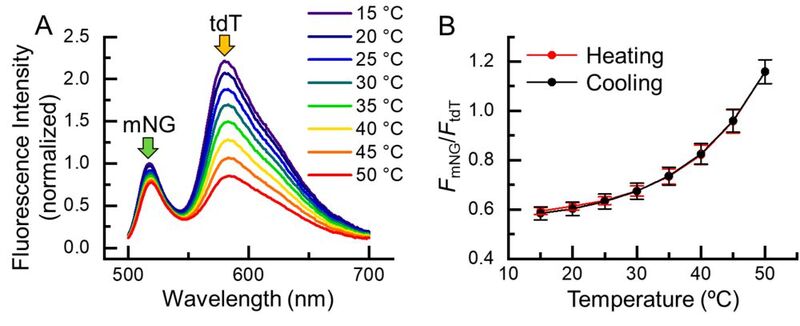 Temperature response of B-gTEMP. (A) Fluorescence spectrum of B-gTEMP at various temperatures. mNG: mNeonGreen; tdT: tdTomato. (B) Fluorescence intensity ratio of mNG to tdT in response to temperature during a cycle of heating and cooling. (Source: Kai Lu et al. )