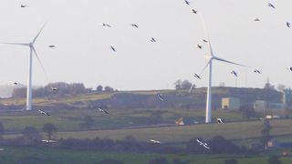 Eine aktuelle Studie meint herausgefunden zu haben, dass Windräder keine „Vogelschredder“ seien, sondern nur „postfaktisches“ Gerede der Naturschützer. (steve p2008)