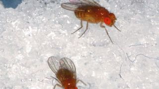 Zucker und Aktivierung des Belohnungssystems können Fruchtfliegen aus einem depressionsartigen Zustand herausholen.  (Bild: Tim Hermanns)