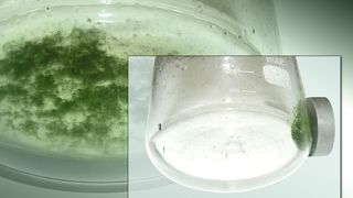 Siemens-Forscher ernten Algen für Biogasanlagen mit Magneten.  (Bild: Siemens)