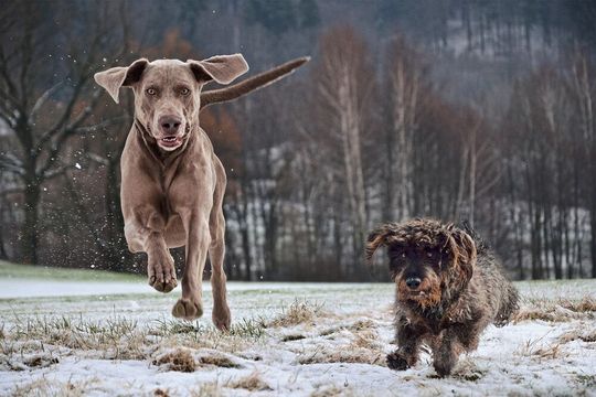 Hunde sind meist treue Begleiter. Die erste Ökobilanz des Haustieres offenbart indes signifikante Auswirkungen auf die Umwelt. (Symbolbild) Hunde sind meist treue Begleiter. Die erste Ökobilanz des Haustieres offenbart indes signifikante Auswirkungen auf die Umwelt. (Symbolbild)