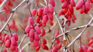 Auch Pflanzen können komplexe Entscheidungen treffen. Das schließen Wissenschaftler aus Untersuchungen an der Gemeinen Berberitze (Berberis vulgaris), die ihre eigenen Samen abtöten kann, um einen Befall mit Parasiten zu verhindern. (Bild: Steffen Hauser / botanikfoto)