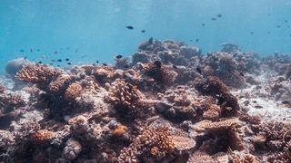 In einem gesunden Ökosystem profitieren alle Akteure von ihrer Symbiose. (Bild: gemeinfrei)