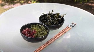 Die Rotalge Botryocladia pseudodichotoma hat einen hohen Gehalt an Magnesium und Kalium, die Grünalge Caulerpa lentillifera weist stark antioxidative Eigenschaften auf (beide links im Bild). Die Grünalge Codium taylorii (hinten rechts im Bild) hat ebenfalls stark antioxidative Eigenschaften und ist zusätzlich im Vergleich zu den anderen untersuchten Algen reich an Proteinen. (Bild: Beatrice Brix da Costa)