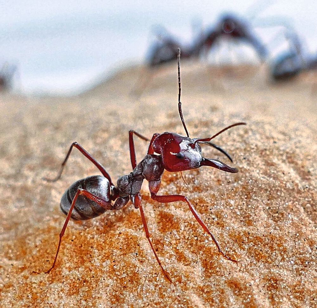 Die 10 Größten Ameisen Der Welt Der Trick der schnellsten Ameisen der Welt