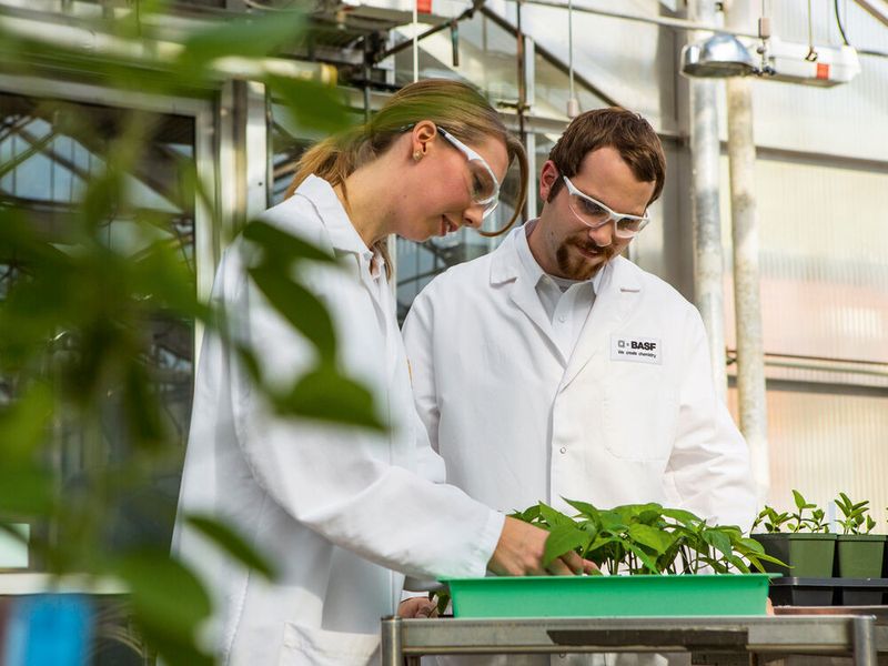 BASF schließt den Erwerb des Gemüsesaatgutgeschäfts von Bayer ab. (BASF SE)