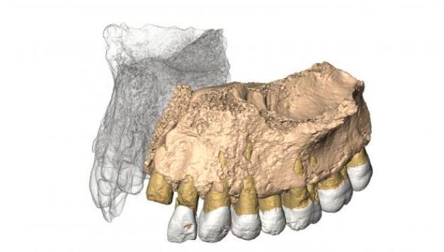 3D image of the maxillary of Homo sapiens found in Misliya Cave (Israel). (Israel Hershkovitz et al.)