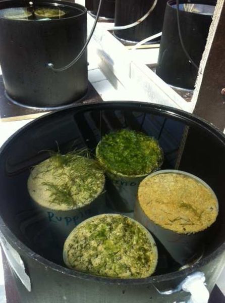 The researchers set up an experiment with sediment cores combined into model ecosystems with different habitat diversity. (University of Gothenburg)
