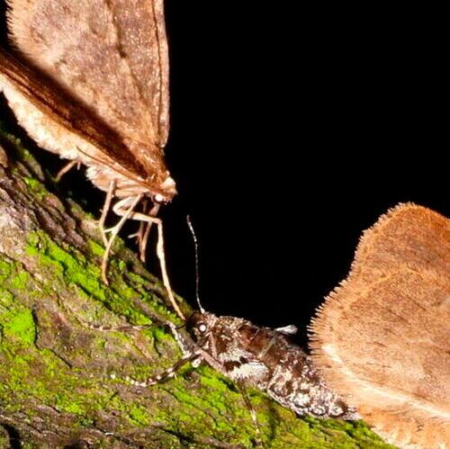 Regime shifts in the Atlantic Ocean, which have subsequently affected the Baltic Sea, are also impacting moths in Lapland, according to a new study conducted at the University of Turku in Finland.(Source:  University of Turku)
