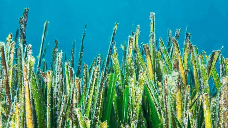 Neptungras (Posidonia oceanica) vor der Küste Korsikas. Auf dieser Pflanze wurden besonders viele Planctomyceten gefunden. (Christian Jogler)