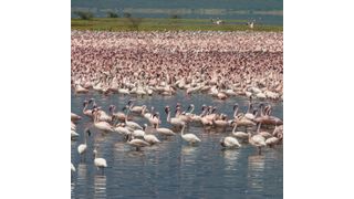 Massenauftreten von Flamingos am Lake Bogoria, Kenia. (Bild: Michael Schagerl)