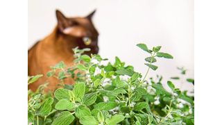 Die Katzenminze gibt den Duftstoff Nepetalacton ab, der bei geschlechtsreifen Katzen eine Art Rausch auslöst: Riechen die Katzen an den Pflanzen, werden sie regelrecht „high“, wälzen sich am Boden und zeigen ungewöhnlich verspielte Verhaltensweisen. (Bild: Phil Robinson, John Innes Centre, Norwich, Großbritannien)
