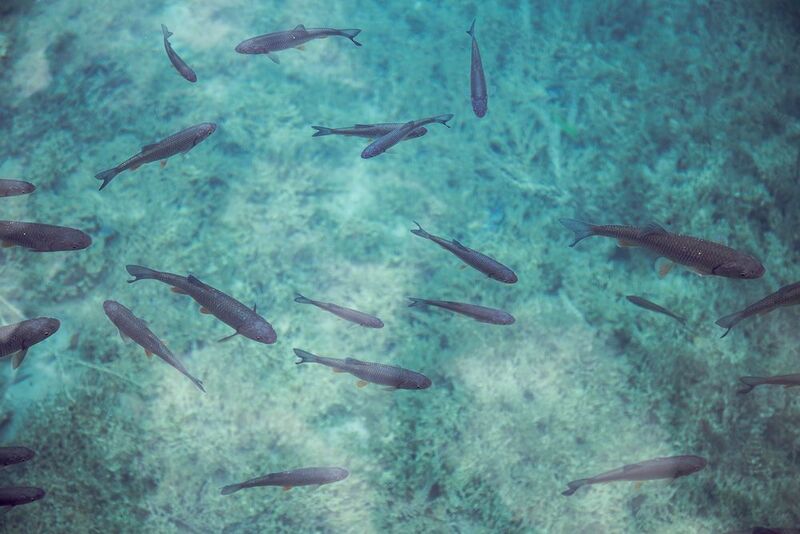 Viele Arten von Süßwasserfischen sind durch den Klimawandel bedroht (Symbolbild). (gemeinfrei (Pixabay/Free-Photos))